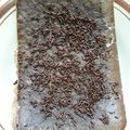 Cooksnap dari Vit Ria untuk resep Brownies Kukus Simpel