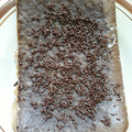 Cooksnap dari Vit Ria untuk resep Brownies Kukus Simpel