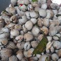 Cooksnap dari Ardy Andina untuk resep Kerang ijo saos padang