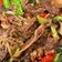 Cooksnap dari Nila untuk resep Beef Slice Black Pepper / Daging Sapi Lada Hitam (Saori)