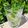 𝒳𝓇𝓊𝓈𝑜𝓊𝓁𝒶 𝒦𝑜𝓃𝓉𝑜𝓅𝑜𝓊𝓁𝑜𝓊's cooksnap of when they made Happy Hour 4: Classic Mojito.