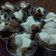 Cooksnap dari Desy Jun untuk resep Bolu Kukus Mekar