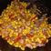 Cooksnap dari Mayaa SoniTasmaya untuk resep Oseng Jagung Cumi Asin