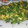 El cooksnap de Ester V.P cuando hizo Espinacas con pasas, piñones y manzana.