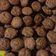 Cooksnap dari ayu untuk resep Brownis mini kering