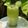 Subha Suresh's cooksnap of when they made Cucumber mint cooler.
