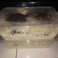 Cooksnap dari Nisfu Laila untuk resep Stup roti tawar cokelat keju