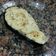 El cooksnap de andrea machuca cuando hizo Berenjenas rellenas.