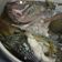 Cooksnap dari Lisa Natalia untuk resep Ikan Nila Kukus (steam fish) Simple