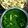 Shrabanti Banik 's cooksnap of when they made ধাবা স্টাইল পালক পনির (dhaba style palak paneer recipe in bengali).