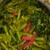 Cooksnap dari Hana Ashrawi Panjaitan untuk resep Tumis kangkung saus tiram