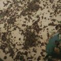 enima's cooksnap of when they made PEPPERMINT CRISP TART ( A South AFrican recipe that is easy and wuick to make).
