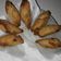 Cooksnap dari Ocita Yosi untuk resep Pisang molen krispi