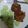 Aamna Saad's cooksnap of when they made Beef shami kabab.