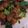 Ghazala Israr's cooksnap of when they made Bhona Gosht | Beef Curry  #CookpadSehri #Ramadan5weeksChallenge.