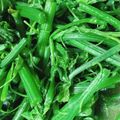 三寶媽 的 炒龍鬚菜 cooksnap