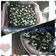 Cooksnap dari neѕya praтιѕтa untuk resep Brownies pisang almondku