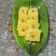 Jalpa Darshan Thakkar's cooksnap of when they made કોપરા પાક (Kopra Paak Recipe In Gujarati).