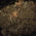 Cecyy's cooksnap of when they made Crockpot BBQ Chicken.