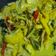 Cooksnap dari lidyana kusuma untuk resep Lodeh Rebung Tahu