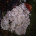 Cooksnap dari Sonya A K untuk resep Nasi Bakar Cumi Pete