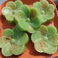 Cooksnap dari Lucyana Ong untuk resep Nagasari cetakan || Praktis tanpa Daun pisang