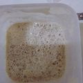 Cooksnap dari Megawati Megawati untuk resep Sourdough starter (Biang / pengembang roti alami)