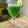 Cooksnap Sesimple Loralin semasa beliau membuat Fresca De Pepino (Mexican Cucumber Limeade) 🇲🇽.