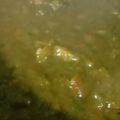 Rafiqua Shama का कुकस्नैप जब उन्होंने पालक पनीर (palak paneer recipe in Hindi) बनाया था।