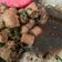 Cooksnap dari Dyah untuk resep Ayam Kecap Jamur Shitake