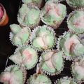 Cooksnap dari Nuge Syahputra untuk resep Bolu kukus mekar tanpa soda anti gagal