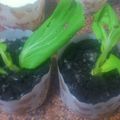 ＨｏＤｉ 的 【棉花糖牛奶慕斯盆栽】 cooksnap