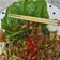 Cooksnap dari Deysi Nathalia Tollaah untuk resep Konyaku ‘Kwetiaw’ Goreng -Keto