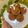 Jagruti Chauhan's cooksnap of when they made ચુરમા ના ગોળના લાડુ (Churma Jaggery Ladoo Recipe In Gujarati).