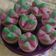 Cooksnap dari Hanindya untuk resep Kue Mangkok Tape