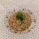 Riddhi Dholakia's cooksnap of when they made ફરાળી ખમણ કાકડી (Farali Khaman Kakdi Recipe in Gujarati).