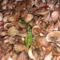 Cooksnap dari Atika8hhhb m,uu98 Oktaviana untuk resep Rica rica kerang
