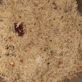 Sharmi Jena Vimal's cooksnap of when they made வரகு சேமியா (Varagu semiya recipe in tamil).