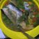 Cooksnap dari sumi ayu untuk resep Sop Ikan Patin Wortel Kuah Segar