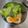 zz 的 傻瓜蔥乾麵 (免調醬) cooksnap