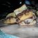 Cooksnap dari tri utami untuk resep Martabak manis teflon kenyal empuk tanpa telur dan susu