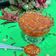 Jignasa Avnish Vora's cooksnap of when they made છૂંદો તડકા છાયાનો (Chhundo Tadka Chhaya Recipe In Gujarati).