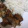 Cooksnap dari lizamutiaraa untuk resep Ayam Teriyaki