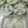 Cooksnap dari Dian Mustika untuk resep Buko Pandan with Creamy Fla