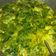 Cooksnap dari sakinah untuk resep Sayur santan daun singkong