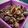 Cooksnap dari crisna m. untuk resep Kerang saus padang