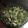 El cooksnap de Gabriela liñares cuando hizo Ensalada Waldorf.