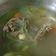 Cooksnap dari Devin untuk resep Beef Bone Broth for Gut Healing - kaldu tulang sapi penambah BB anak