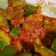 Marthak Jolly's cooksnap of when they made કેપ્સીકમ નું અથાણું (Capsicum Pickle Recipe In Gujarati).