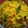 Vanika Agrawal's cooksnap of when they made Kanda Poha.